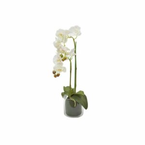 Декоративные цветы Дрим Гарден Орхидея белая в стеклянной вазе