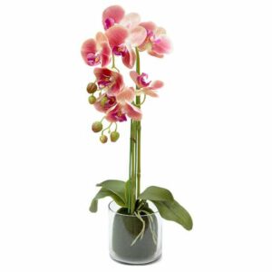 Декорцветы Дрим Гарден Орхидея тёмрозовая в стеклянной вазе